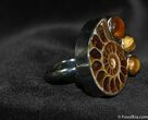 Ammonite Ring #649-1